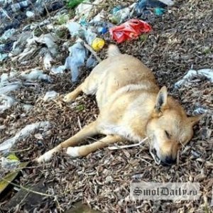 «Доплывёт ли до Смоленска дохлая ярцевская собака?». Смоляне сфотографировали впечатляющую свалку