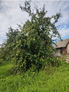 Впервые в истории яблоневого сада - яблони не плодоносят!